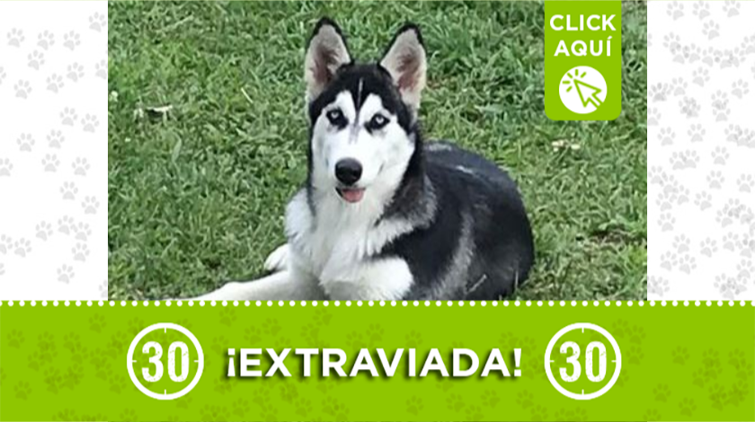 'Mia' está extraviada desde el 3 de agosto en San Cristóbal 1 Mia está extraviada