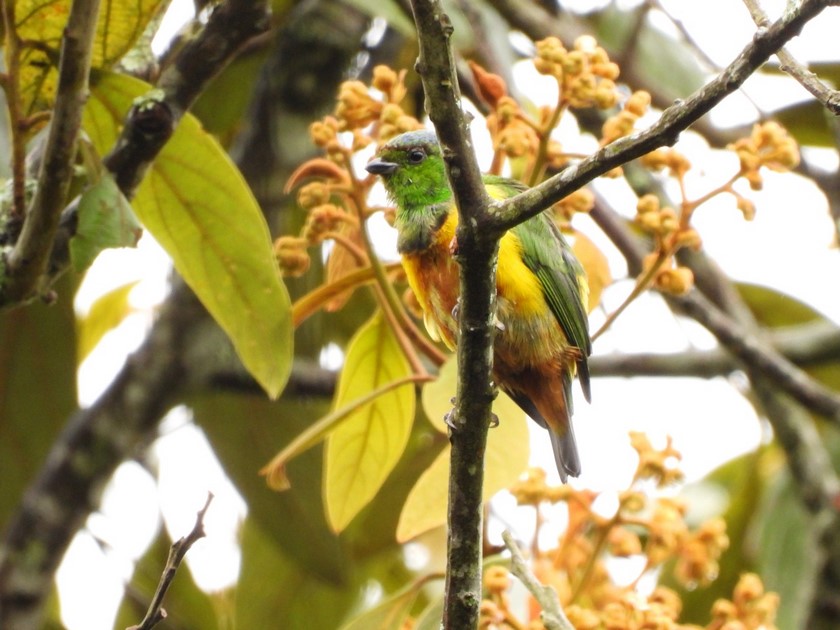 FOTOS Y VIDEO: ¡Qué belleza! Avistaron en Medellín a esta nueva especie de ave en el Alto de San Miguel 2 Clorofonia ferruginosa Chlorophonia pyrrhophrys 2