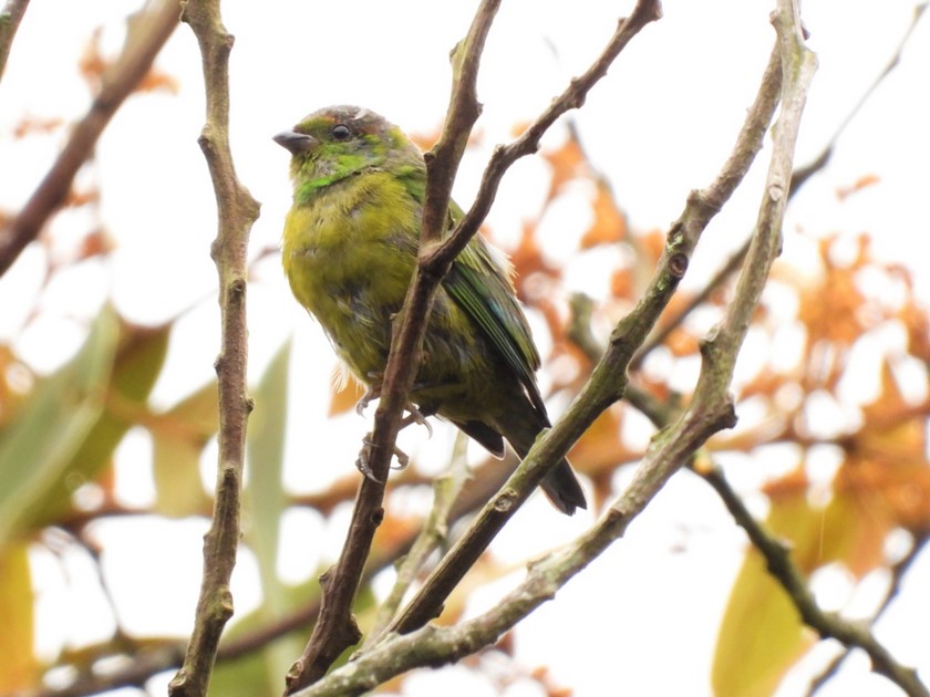 FOTOS Y VIDEO: ¡Qué belleza! Avistaron en Medellín a esta nueva especie de ave en el Alto de San Miguel 3 Clorofonia ferruginosa Chlorophonia pyrrhophrys 1