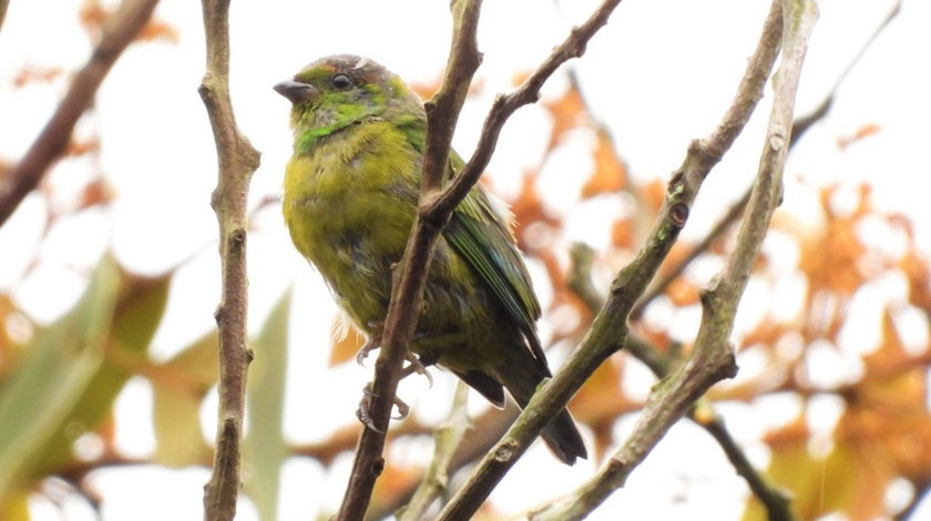 FOTOS Y VIDEO: ¡Qué belleza! Avistaron en Medellín a esta nueva especie de ave en el Alto de San Miguel 1 Clorofonia ferruginosa Chlorophonia pyrrhophrys 3