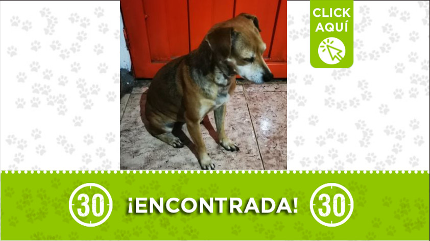 Perrita encontrada en la vía que conduce del aeropuerto a Guarne 1 encontrada oriente