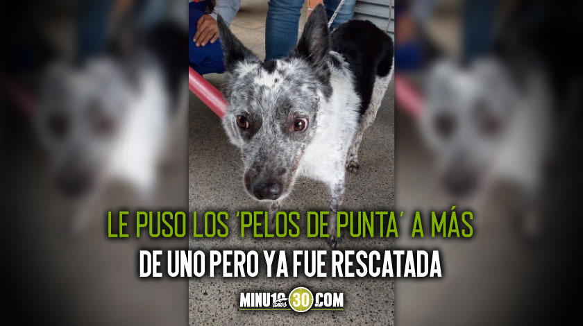 FOTOS: Esta hermosura paró el Metro de Medellín un buen rato al darse un paseo por los rieles 1 perrita en los rieles del Metro de Medellin 1