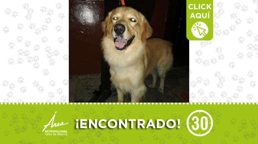 Este peludito fue encontrado deambulando por la glorieta de Pilsen 1 encontrado