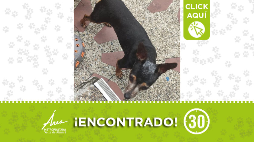 Peludito encontrado en el Doce de Octubre, buscan a sus dueños 1 perrito encontrado