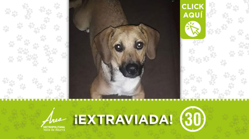 'Lulu' se extravió por sector de Las Palmas- San Diego en Medellín 1 'Lulu' se extravió por sector de Las Palmas- San Diego en Medellín