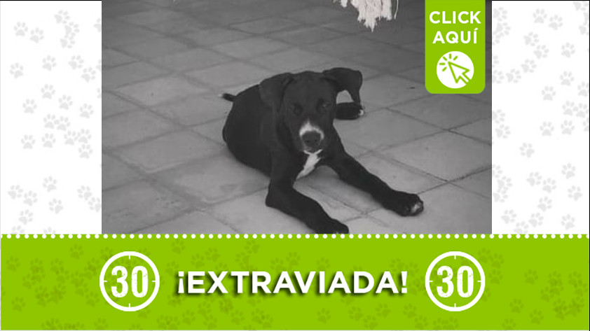 "Cecilia" se perdió en La Pintada 1 cecilia la pintada