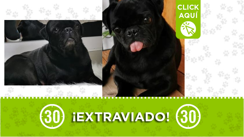 'Max' se perdió por el sector Estadio, sus dueños lo buscan 1 Perrito perdido