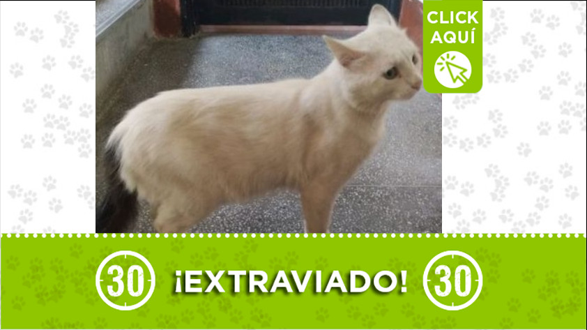 Lo buscan desde el 7 de noviembre en Buenos Aires 1 buenos aires perdido 7 11 2020