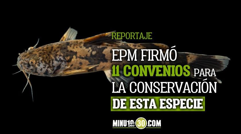 Video: ¡Gran descubrimiento! Hallan especies nuevas de bagre sapo en el río Cauca 1 Gran descubrimiento Hallan dos especies nuevas de bagre sapo en el rio Cauca