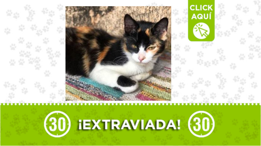 Están buscando a "Yara", se perdió en Cristo Rey 1 Yara se extravió por Cristo Rey