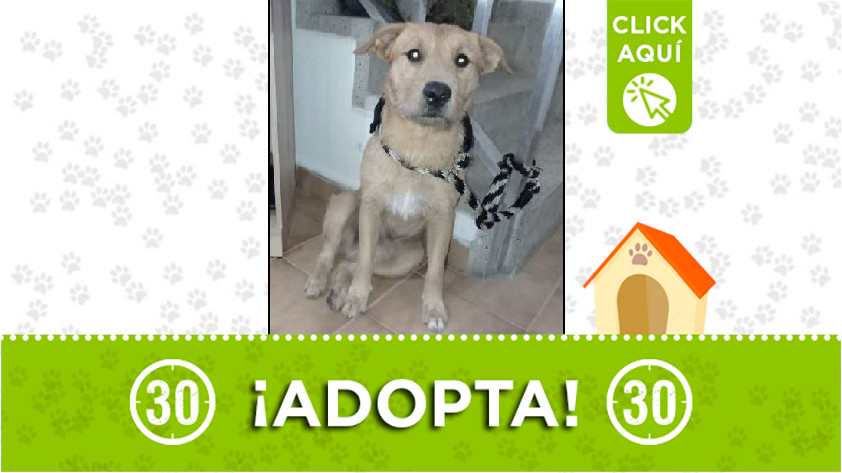 ¡Adopta! Este perrito busca un hogar definitivo que le brinde mucho amor 1 adopción