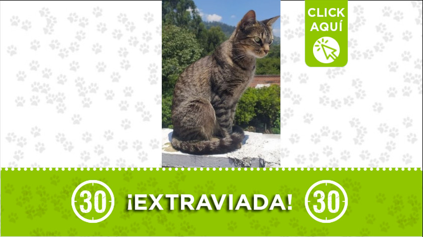 Buscan a esta gatica en el barrio La Esperanza de Caldas 1 muchi caldas gata