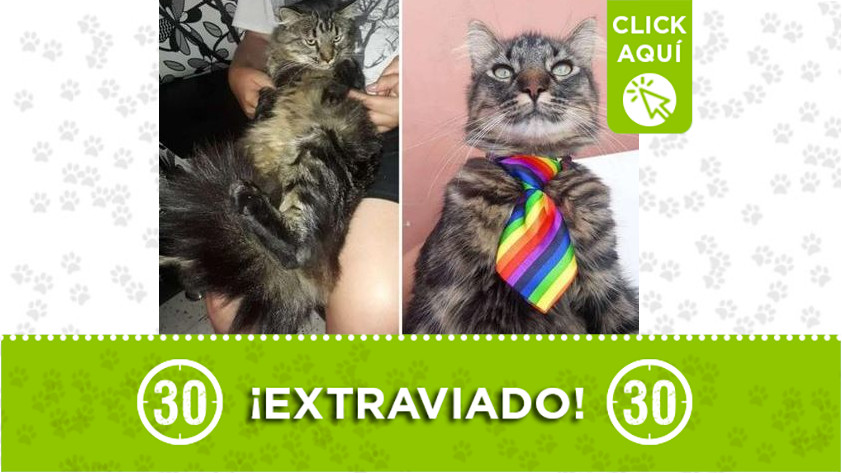 ¿Ha visto a 'Negro'? Se perdió en Marinilla y sus dueños lo buscan 1 Perdido