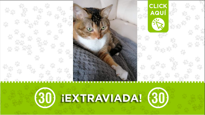 "Kira" se perdió en el barrio Los Colores 1 extraviada los colores kira