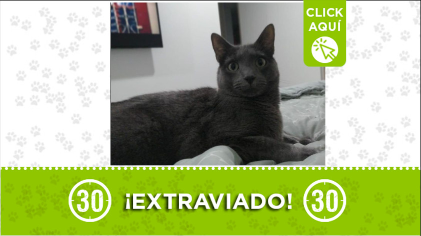 "Gandalf" se perdió en Envigado, ¿lo ha visto? 1 envigado cumbre gato