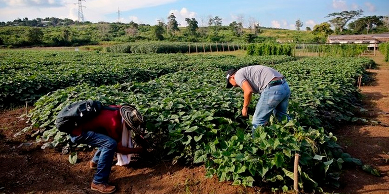 Antioquia tendrá "supermercados para los más vulnerables", con proyecto que apoyará a agricultores 1 Agricultura