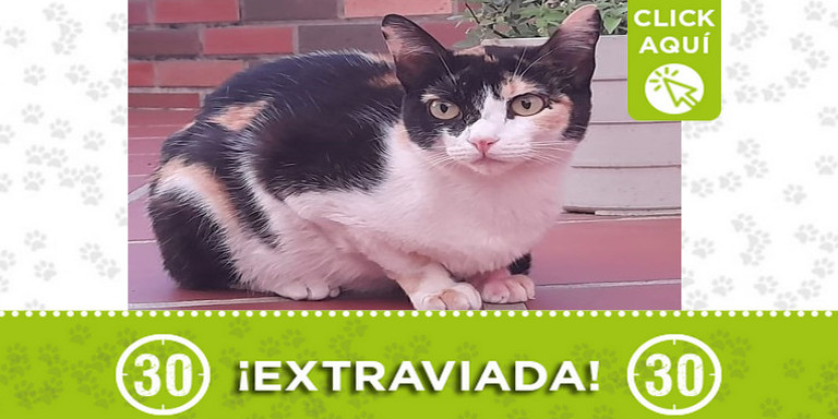 "Bam" se perdió en Caldas ¿La ha visto?