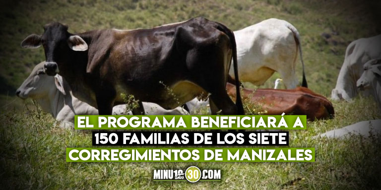Manizales inicia programa de inseminación artificial en bovinos