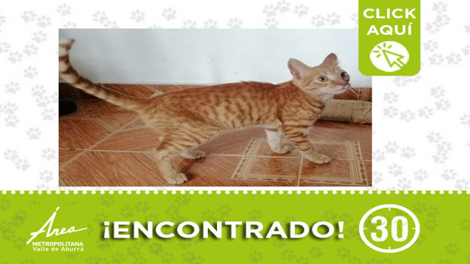 Buscan a la familia de este gatico encontrado en Robledo