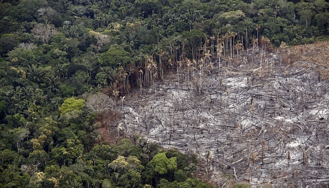En 13 años se ha deforestado en el mundo un área equivalente a California