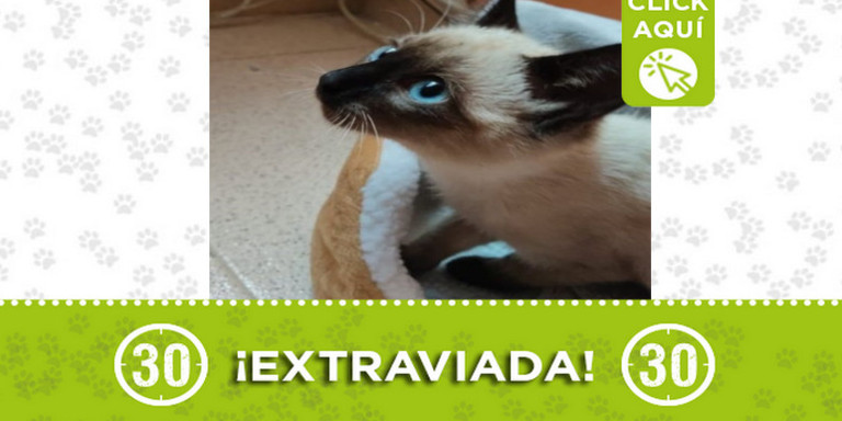 ¿Ha visto a "Samba"? Se perdió en Buenos Aires