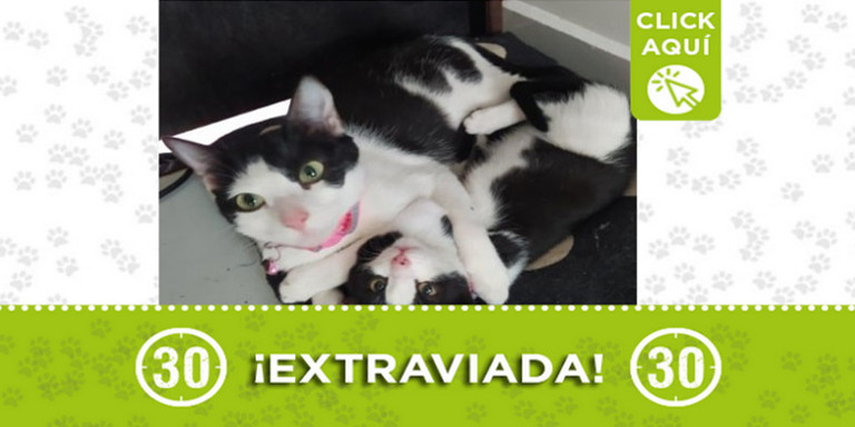 "Katy" se perdió en Robledo ¿La ha visto?