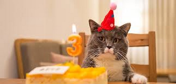10 personas se contagiaron de Covid en el cumpleaños de un gato