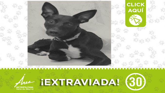 "Mia" se perdió en Castilla ¿La ha visto? 1 "Mia" se perdió