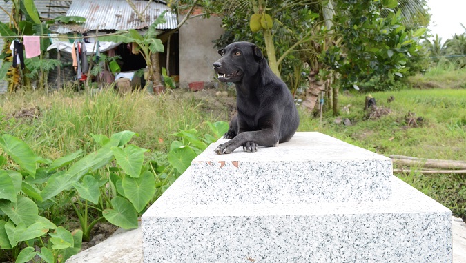 La perra que no abandona la tumba de su dueño, un niño de dos años que murió ahogado