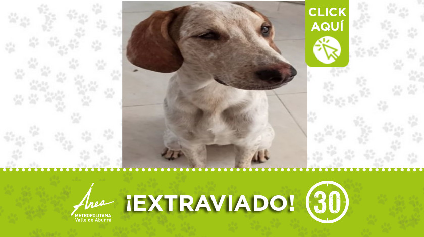 Por culpa de la pólvora "Loki" se perdió en Enciso ¿Lo ha visto? 1 Loki