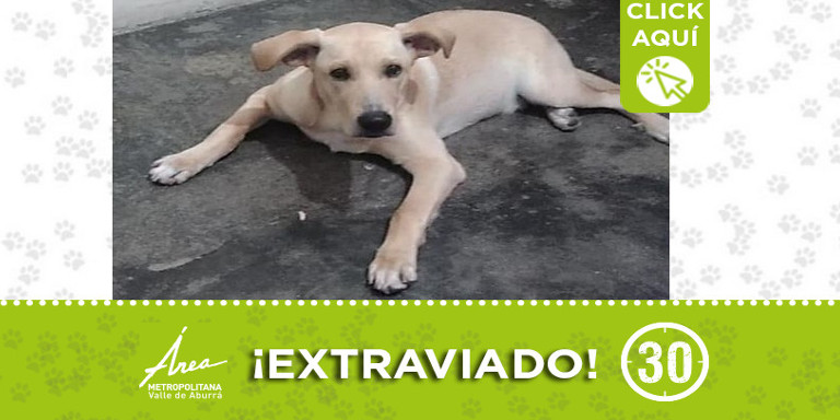 ¿Lo ha visto? "Lucas" se perdió en Campo Valdés