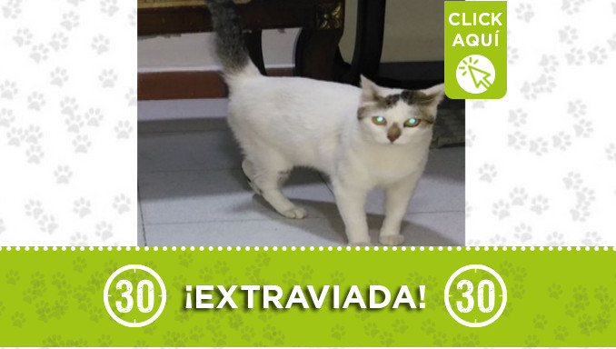 "Luna" se extravió en San Diego ¿La ha visto?