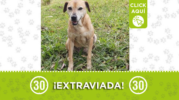 Ha visto a "Luna"? Se perdió en la Estrella