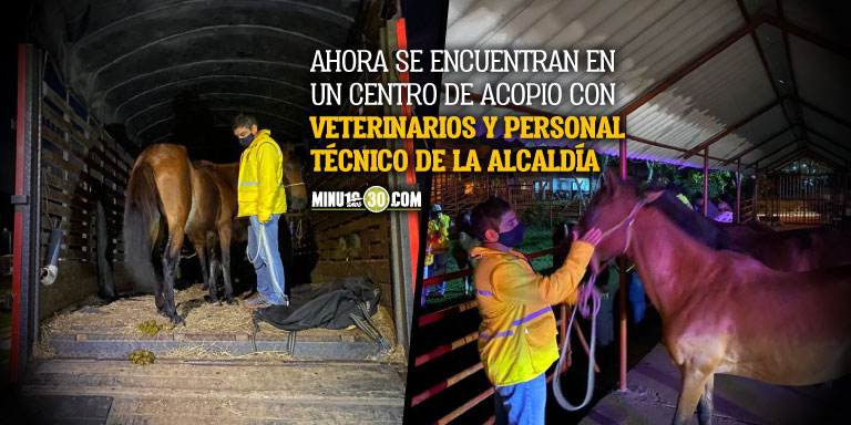 EN VIDEO: ¡Qué buena esa! Rescataron a 9 caballos que se encontraban vagando por El Carmen de Viboral