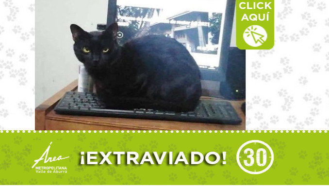 ¿Ha visto a "Onix"? Se perdió en el 20 de Julio