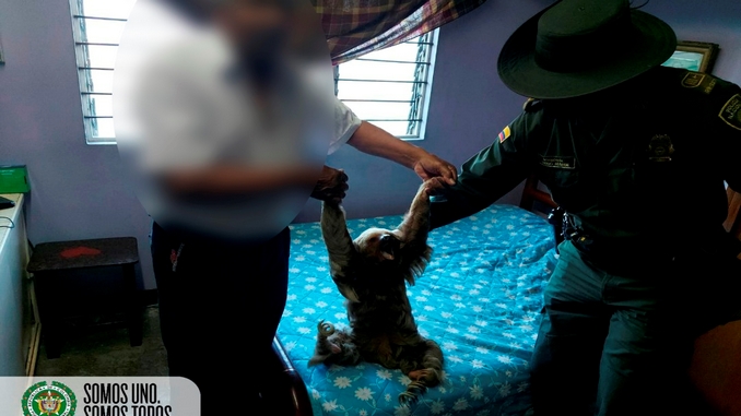 ¡Buena esa!: Oso perezoso fue recuperado por las autoridades en Robledo 1 Oso perezoso