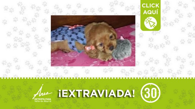 "Princesa" se perdió