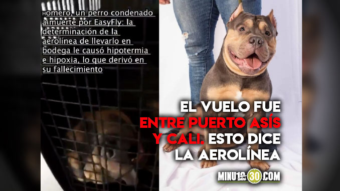 Video: ¡Qué tristeza! Mujer viajó con su perrito en un avión, y se lo devolvieron muerto