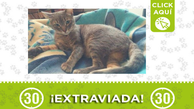 ¿Ha visto a "Salem"? Se perdió en Las Palmas