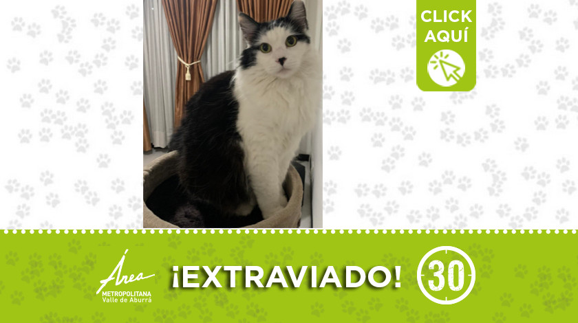 "Silvestre" se perdió en San Joaquín ¿Lo ha visto?