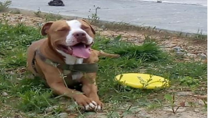 ¡Salvaje! Condenaron a un hombre que le cortó la cara con un machete a un perro en Manizales