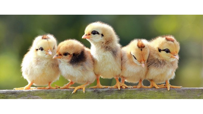 Alemania prohíbe matar pollos a partir del 2022