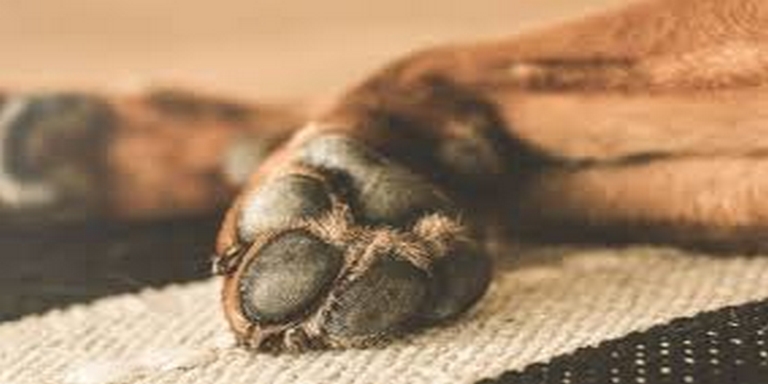 ¡Indignante!: Tonto, el perrito asesinado de un tiro delante de varios niños en el Tolima