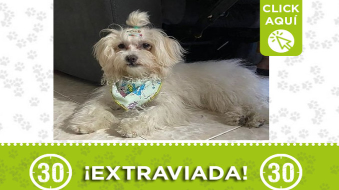 "Alana" se perdió en Medellín ¿La ha visto?