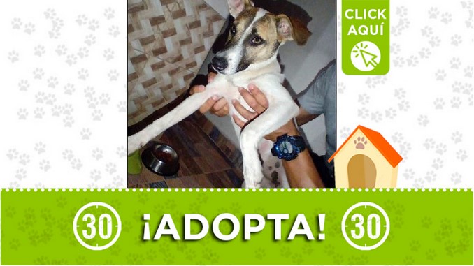 Perrita en adopción