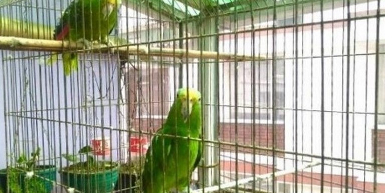 Animales comercializados en Bogotá