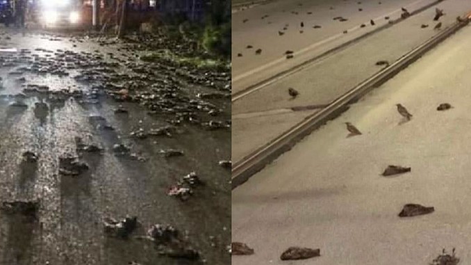 ¡Qué pesar! Impactantes imágenes de cientos de aves muertas en las calles por la pirotecnia de Año Nuevo