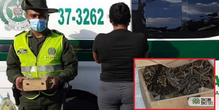 FOTOS Y VIDEO: ¡Pobre animal! La cogieron en pleno Parque Botero con una serpiente cascabel en una estrecha caja 1 Mujer capturada con serpiente cascabel