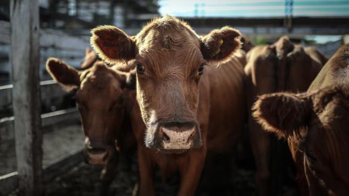 El consumo de carne vacuna de los argentinos cae a su mínimo histórico 1 carne res argentina3