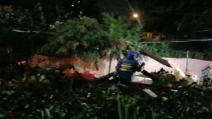 VIDEO: Por caída de un árbol, se presenta cierre total en la avenida Las Vegas